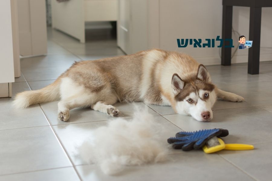 איך לשמור על הפרווה של הכלב שלכם